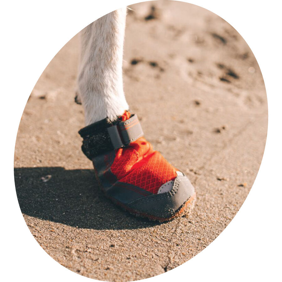 close up of dog boots on a dog