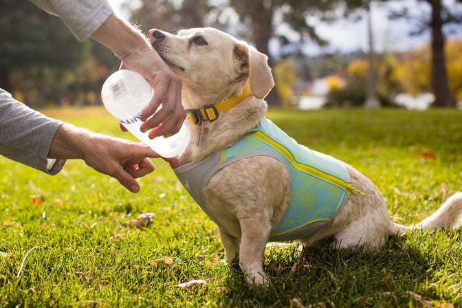 Human &ldquo;Recharges&rdquo; swamp cooler zip  on small dog by pouring water on its chest.