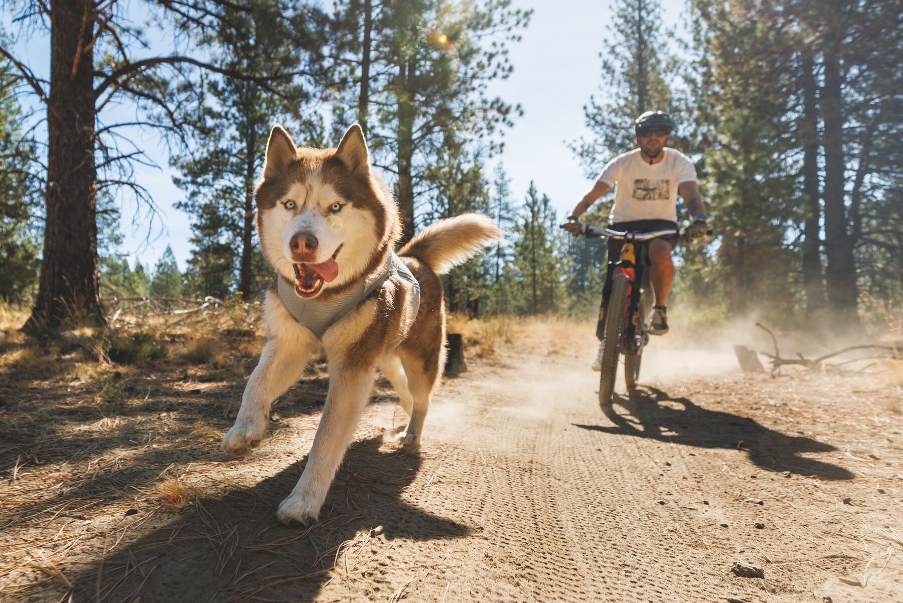 A husky stays cool in the redesigned Swamp Cooler Zip™ Vest while running ahead of their mountain-biking human.