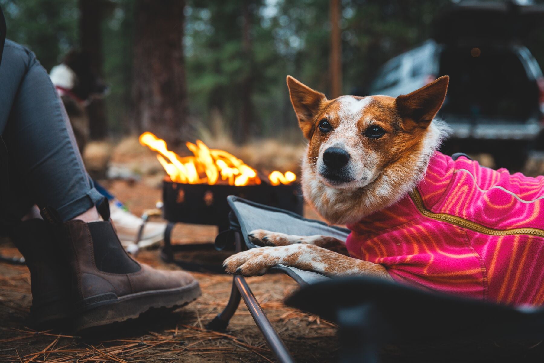 A dog lays on the Mt. EverRest camping