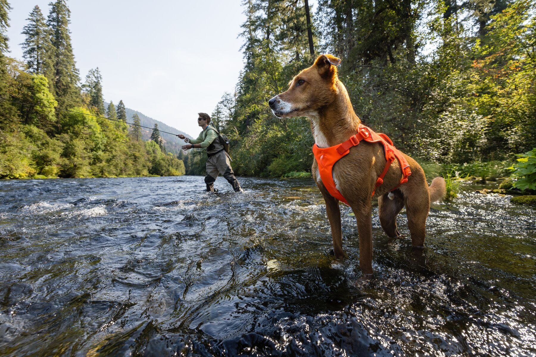 A dog wearing the new Web Master™ Harness watches their human fly fishing.