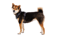 Dog in Front Range Harness in Basalt Gray