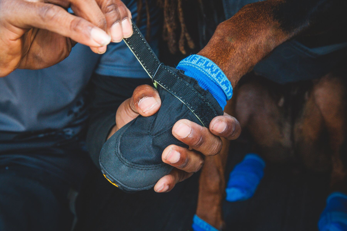 Close-up of human putting the Summit Trex™ Dog Shoes on their dog.